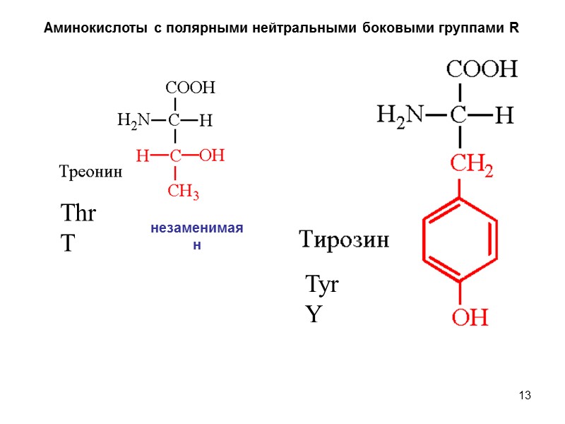 13 Аминокислоты с полярными нейтральными боковыми группами R Thr T Tyr Y незаменимая н